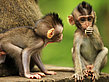 Monkey Forest - Bali (Ubud)