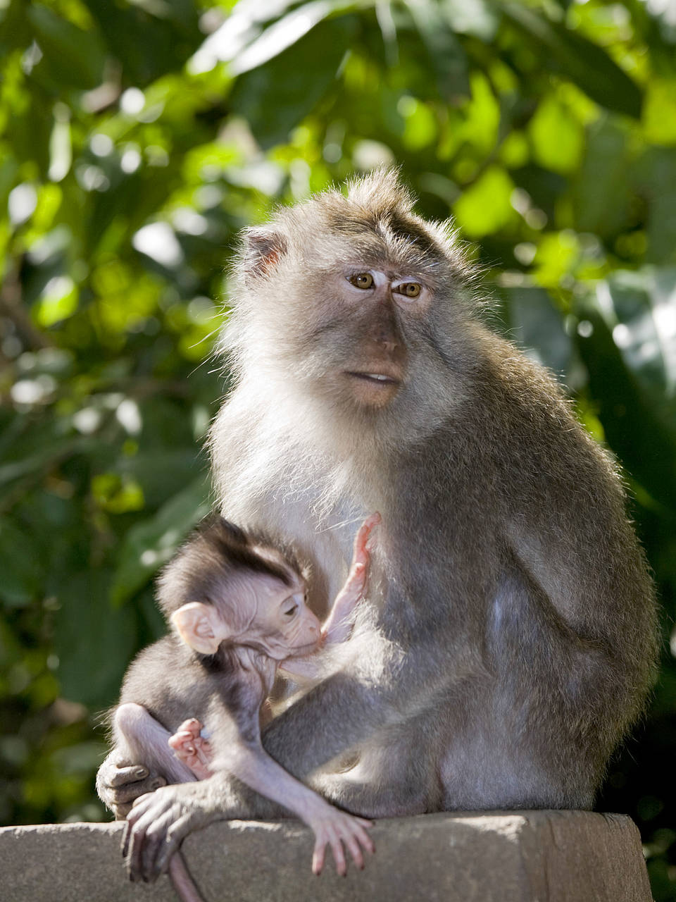 Monkey Forest Fotos